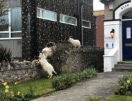 «Карантин в действии»: козы начали разгуливать по улицам уэльского города