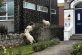 «Карантин в действии»: козы начали разгуливать по улицам уэльского города