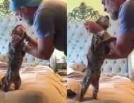 «Я соскучился»: забавная реакция кота на возвращение хозяина