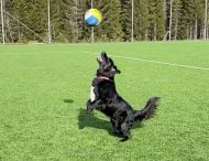 Приличный уровень: собаку научили играть в волейбол