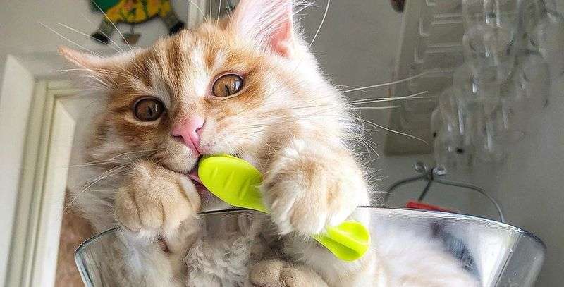 Приключения рыжика: веселая жизнь кошки по имени Грису Приключения рыжика: веселая жизнь кошки по имени Грису