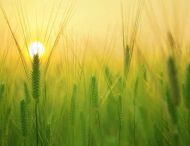 Посівна-2020: чи заважає карантин аграріям Дніпропетровщини