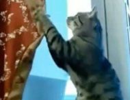 Сеть насмешил кот, который «помог» снять шторы хозяйке