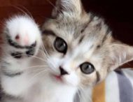 Новый флешмоб захватил Сеть: владельцы котов по всему миру демонстрируют грациозность своих пушистых