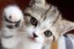 Новый флешмоб захватил Сеть: владельцы котов по всему миру демонстрируют грациозность своих пушистых