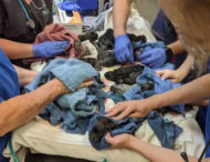 Рекорд времен коронавируса: в Австралии собака неожиданно родила 21 щенка