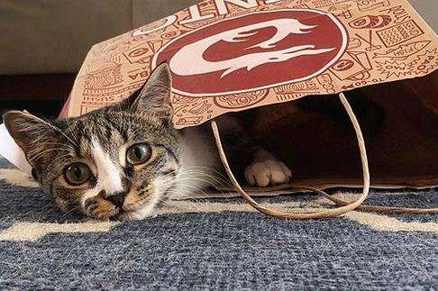 В сети смеются над забавной кошкой, которая умело радуется жизни В сети смеются над забавной кошкой, которая умело радуется жизни