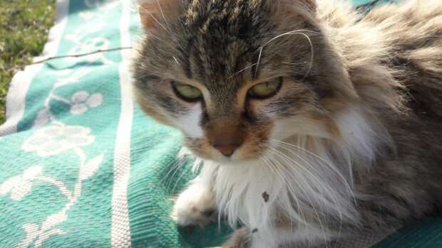 Пользователи сети хохочут над лошадью, которая «зацеловала» кота Пользователи сети хохочут над лошадью, которая «зацеловала» кота