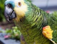 В сети смеются над попугаем, который решил почистить зубы коту