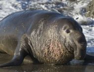 Мужчина три дня прятался от морского слона, которого он нашел в саду своего дома