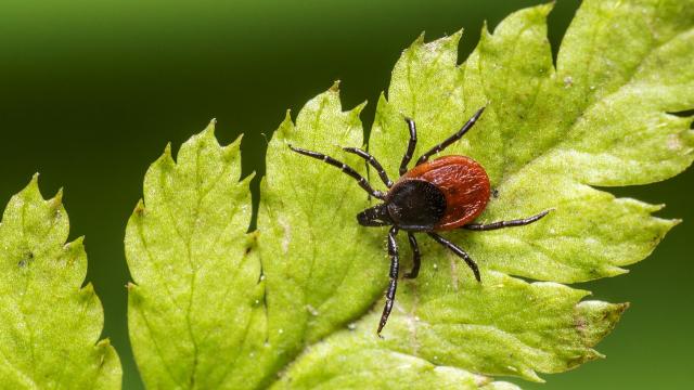 Как уберечься от клещей и не подцепить инфекцию: важные советы Как уберечься от клещей и не подцепить инфекцию: важные советы