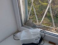 В Мелитопольском роддоме готовится стать мамой голубка