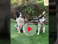 Догадливый пёс устранил препятствия, чтобы дотянуться до миски с едой