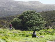 Столетняя сосна на острове: найдено «самое одинокое» дерево на свете