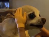 Бойцовский пес: чихуахуа показала характер, не стерпев насмешек хозяйки