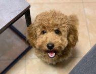 Лучшие друзья: Две собаки ежедневно общаются по видеосвязи из-за карантина