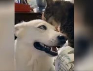 В Сети показали пса, который без ума от кошачьих ласк