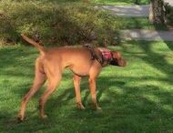 Находчивая белка перехитрила собаку