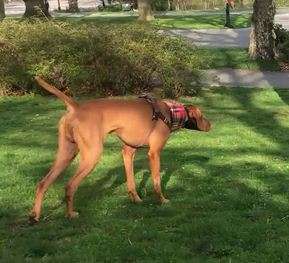 Находчивая белка перехитрила собаку Находчивая белка перехитрила собаку