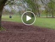 В Швеции засыпали парк навозом, чтобы люди соблюдали карантин