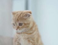 Сеть насмешил котенок, который “каркает” как ворона