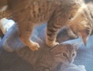 Коты на карантине повеселили сеть