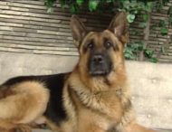 Девушка приревновала мать к любимому псу и жестко отомстила