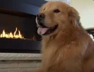 В сети смеются над ретривером, который присвоил порцию хозяйки