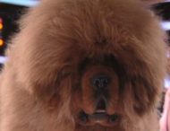 Огромный мохнатый пес поразил публику своими размерами