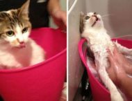 Помытые и оскорбленные: 8 забавных котов, принявших ванну