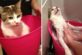 Помытые и оскорбленные: 8 забавных котов, принявших ванну