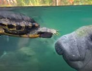 Сеть насмешила удивительная история дружбы черепахи и ламантина