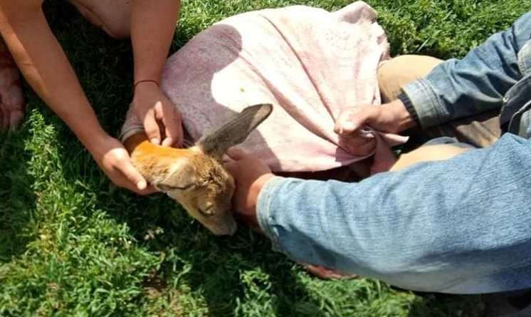 Поблизу Дніпра вогнеборці та небайдужі жителі рятували маленьке оленя (Фото) Поблизу Дніпра вогнеборці та небайдужі жителі рятували маленьке оленя (Фото)