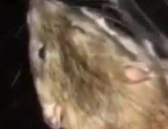 Пользователей Сети позабавило милое видео с кошкой и крысой