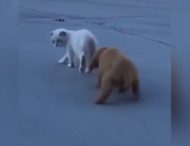 Мастер преследования: щенок играл в шпиона, устраивая слежку за котом