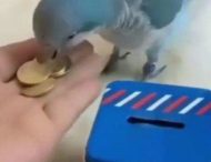 Попугай научился играть в мини-боулинг и копить деньги