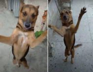 Бегала на задних лапах: Собака  эмоционально встретила с работы своего хозяина