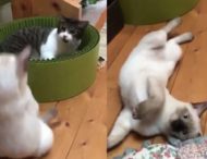 «Технический нокдаун»: кот подрался с соперником, защищая спальное место