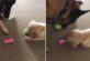 Умный пёс перехитрил щенка и обменял любимый мячик на другую игрушку