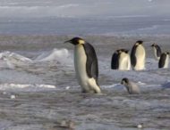 Играют в «кеча»: сеть насмешили забавные пингвины, которые разбегаются в разные стороны