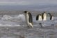 Играют в «кеча»: сеть насмешили забавные пингвины, которые разбегаются в разные стороны
