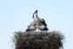 На Дніпропетровщині лелеки почали «заселяти» свої гнізда (Фото)