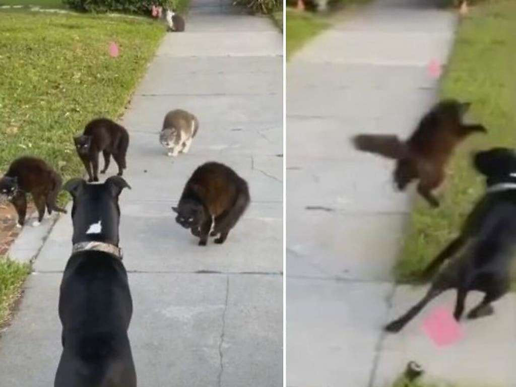 Молодой пес пожалел, что забрел на территорию кошачьей стаи Молодой пес пожалел, что забрел на территорию кошачьей стаи