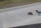 В Латвии ворона перевела ежика через дорогу