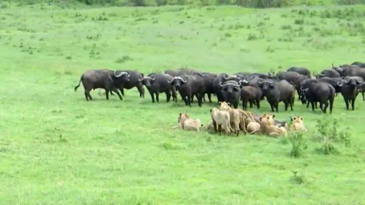 Игра львов и буйволов в «кошки-мышки» рассмешила туристов Игра львов и буйволов в «кошки-мышки» рассмешила туристов