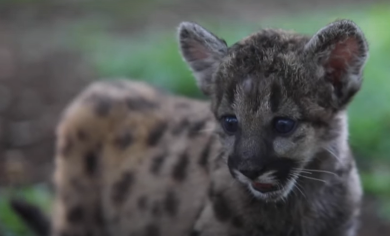 В Мексике детенышам редкого вида пум дали клички Пандемия и Карантин В Мексике детенышам редкого вида пум дали клички Пандемия и Карантин