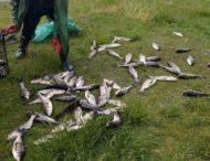 На Дніпропетровщині з озера незаконно виловили майже 70 товстолобиків (Фото)