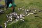 На Дніпропетровщині з озера незаконно виловили майже 70 товстолобиків (Фото)