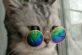 В Сети появился новый тренд: пользователи делают очки для котов
