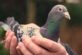В полиции Индии поймали голубя и рассказали, что у него на лапе есть кольцо с «секретным кодом»